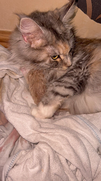 Maine Coon Babies