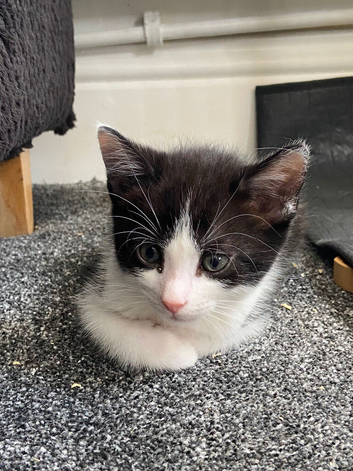Kittens looking for forever homes x