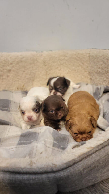Apple head Chihuahua puppies long haired