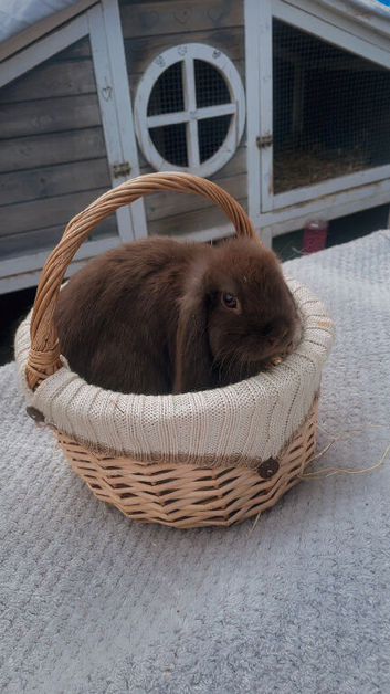 Two mini lops