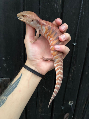 Northern Blue Tongue Skink babies