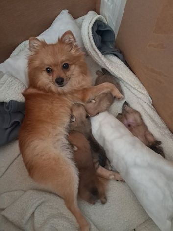 Pomeranian