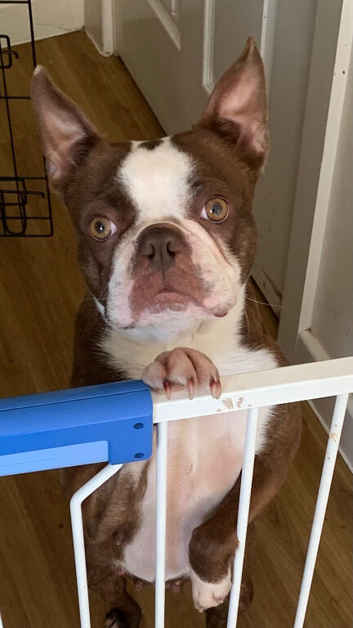 Female Boston Terrier