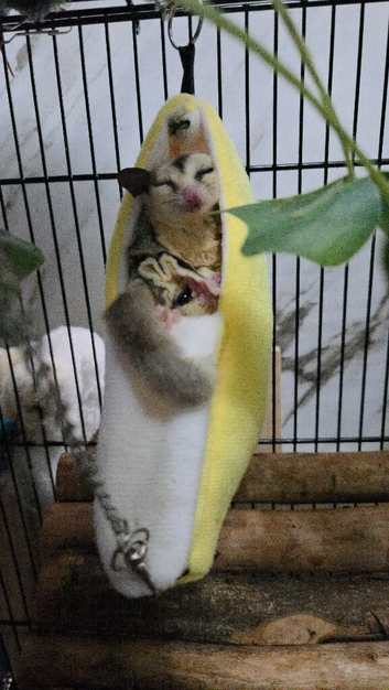 Male sugar glider for sale