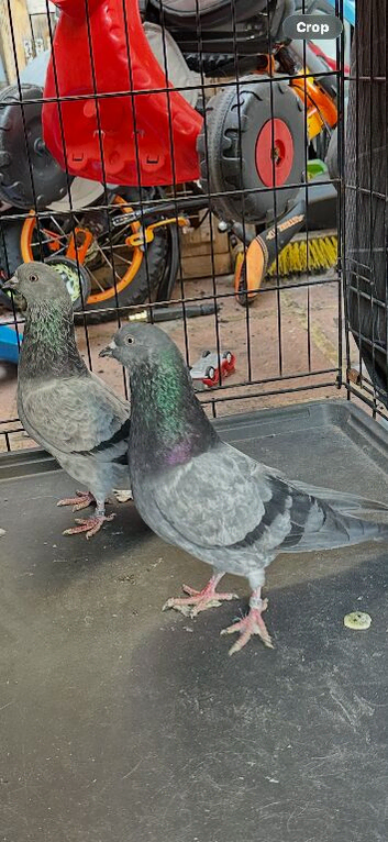 Highflyers for sale
