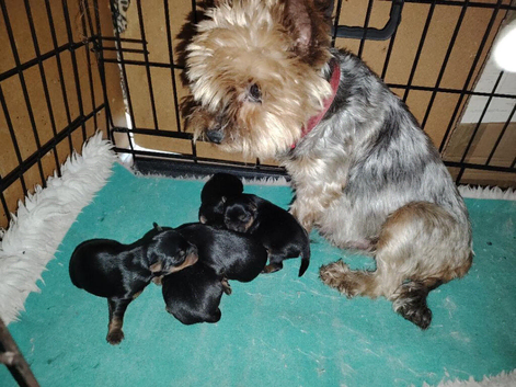 Gorgeous Yorkshire Terrier KC Girl Puppies For Sale