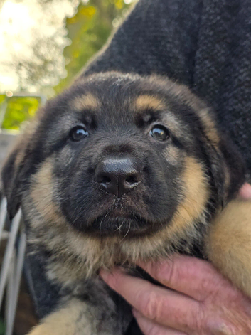 2 Straight Back Big Bone Puppies THEY ARE SOLD NOW