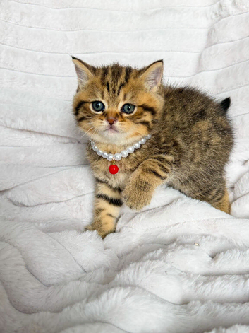 GORGEOUS CHUNKY BRITISH SHORTHAIR KITTENS