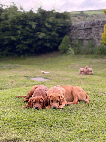 Lovely litter of Labradors only 4 left