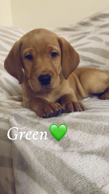 1 little boy Labrador left