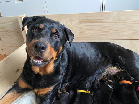 Beautiful Rotti Pups