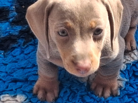 Dachshund Minature Pra clear Puppies READY NOW