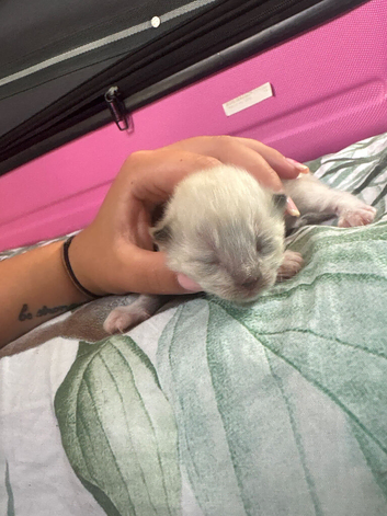 1 week ragdolls not ready for homes yet