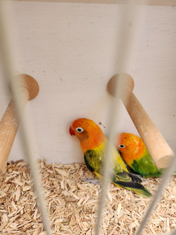 Green Euwing opaline and green opaline split both blue