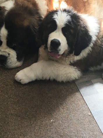 Roughcoat St. Bernard Male pup for sale to approved home.