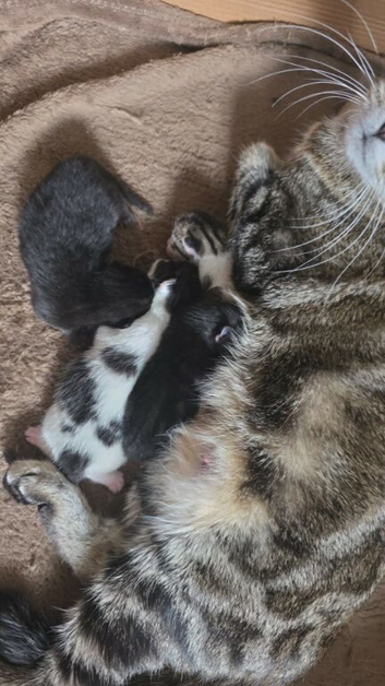 4 kittens available soon