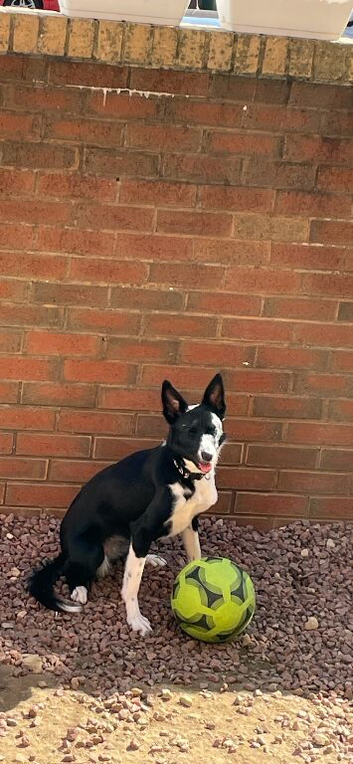 Border collie