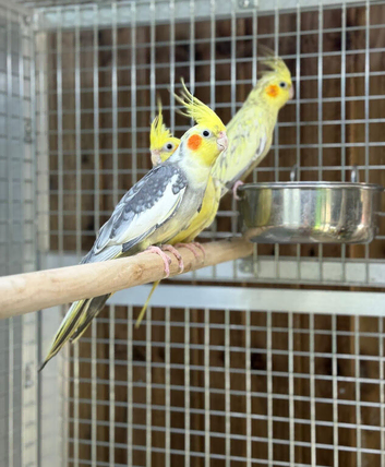 Cockatiel pao