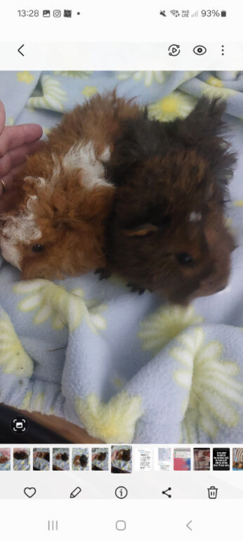 Marino x baby boars