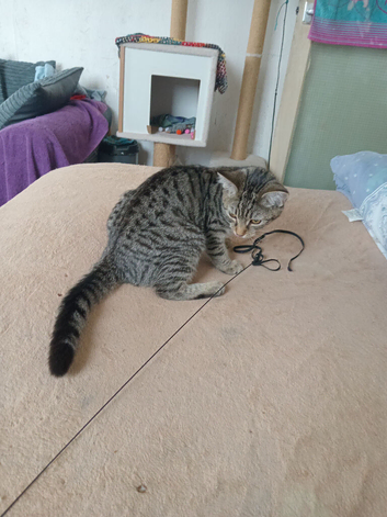 Kitten