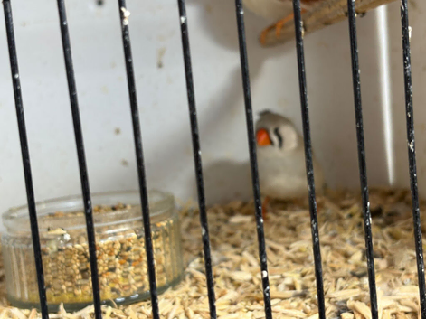 X5 zebra finches
