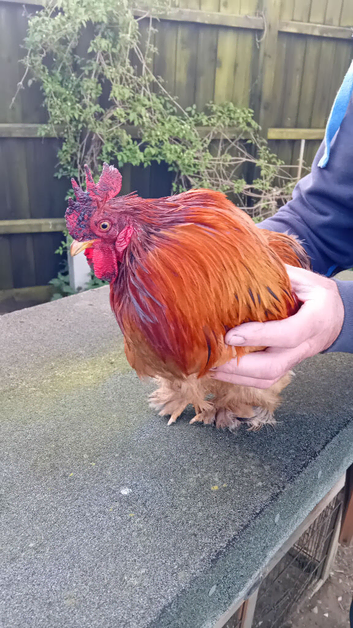 Pekin cockerel