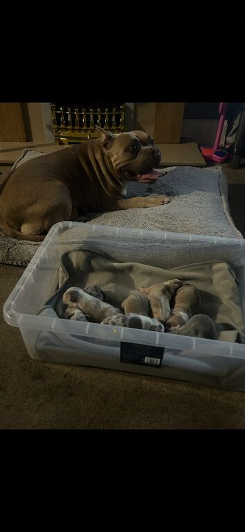 American pocket bully