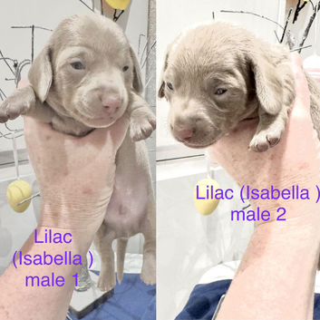 KC REGISTERED FULL PEDIGREE Miniature smooth coat Dachshund Puppies!