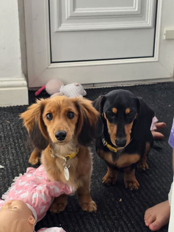 Two dachshunds