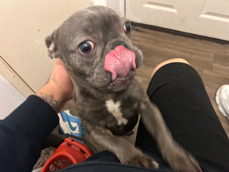 Female 1 year old French bulldog
