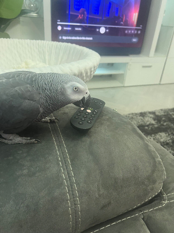 Congo African grey female