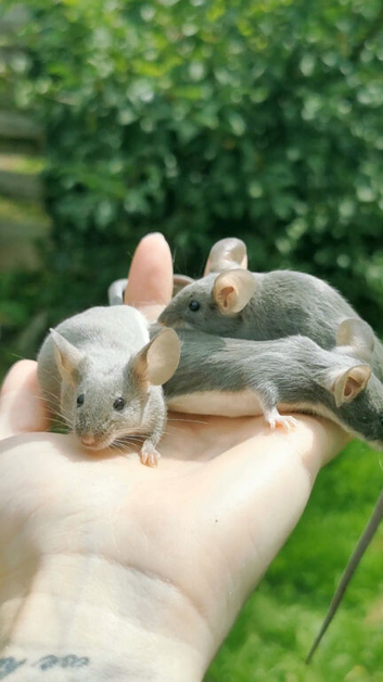 Fancy mice, cages, accessories