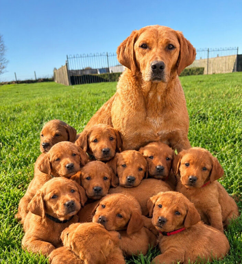 KC FOX RED LABRADOR PUPPIES