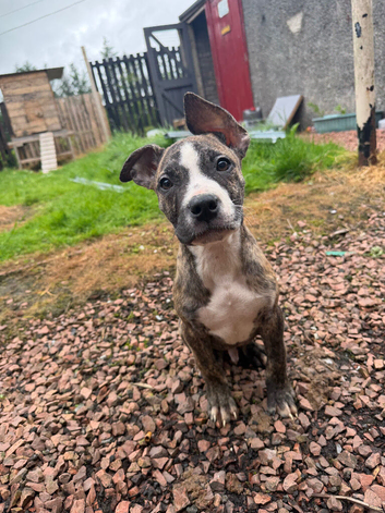 Johnston American Bulldog Puppies
