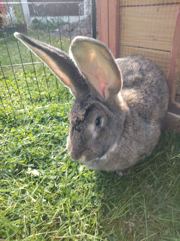 Continental giant rabbit 15 months old female