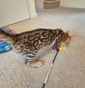 Stunning Pedigree Bengal Kittens