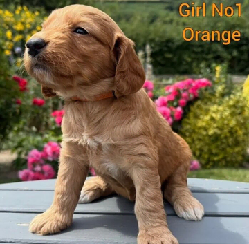 Cockapoo Puppies
