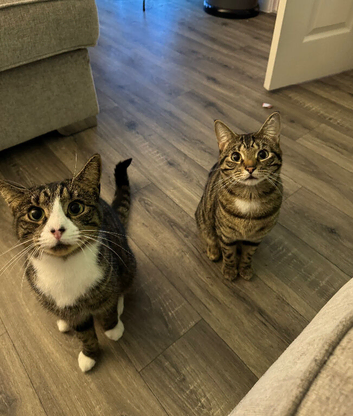 Rehoming 2 male cats