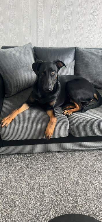 Dobermann puppy