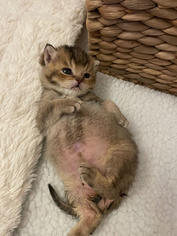 TICA reg Black Golden kittens