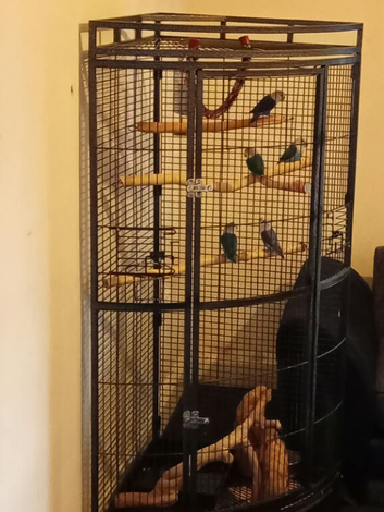 Love Birds Ready to Leave