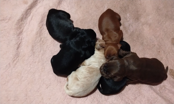 Beautiful Puppies For Sale!