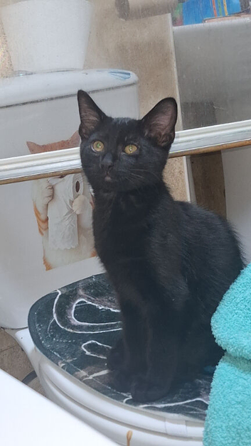 kitten for sale