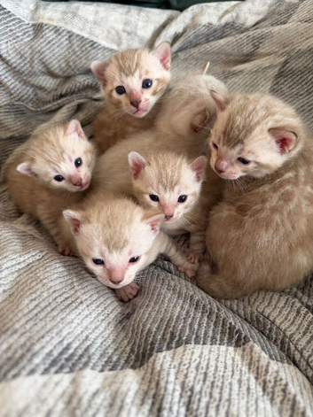 Bengal Albino & Snow Lynx Kittens, TICA Registered. Delivery in October it&rsquo;s available!!