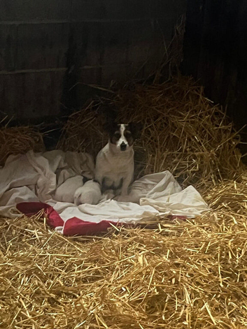 TWO BEAUTIFUL PUPPIES LOOKING FOR THEIR FOREVER HOMES