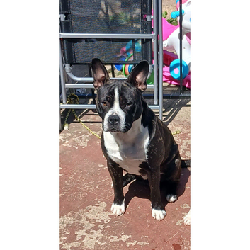 Rehoming