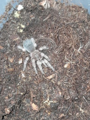 Tarantulas for sale