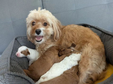 BEAUTIFUL F1 CAVAPOO PUPPIES