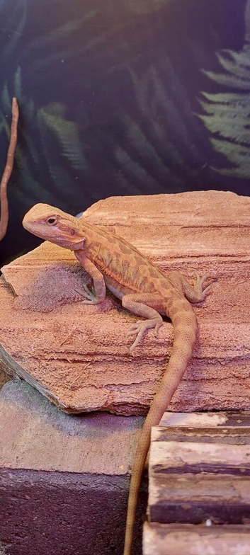 Red hypo trans male