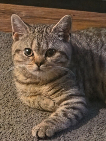 Stunning chocolate spotted BSH kitten